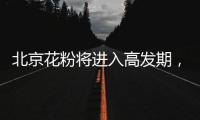 北京花粉將進(jìn)入高發(fā)期，專家教你四招防過敏