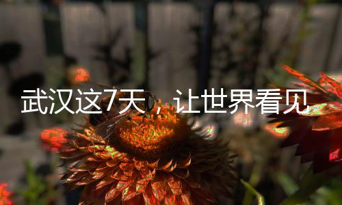 武漢這7天，讓世界看見(jiàn)“無(wú)畏金蘭”