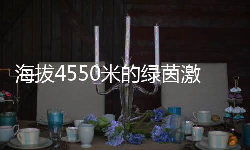 海拔4550米的綠茵激情:玉樹少年用熱愛踢出“世界波”